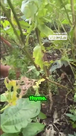 Ultimate herb garden harvest, diy style