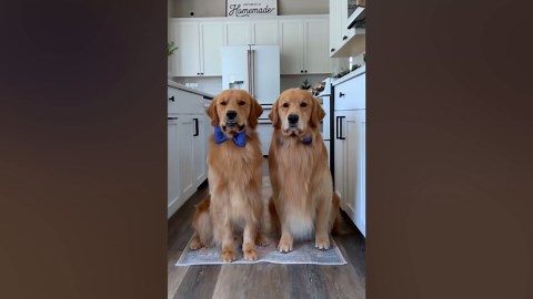 Golden Retrievers and the Blue Tape Test