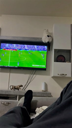 Sabka - problemi sa liftom i kilažom #sabka #cat