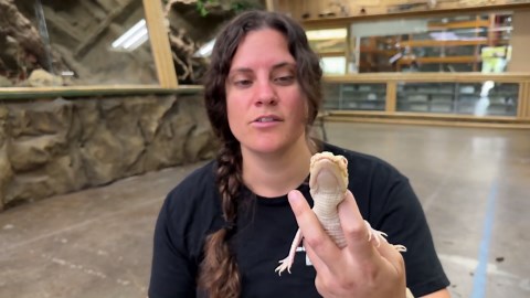 baby albino alligator zero enjoys a snack!