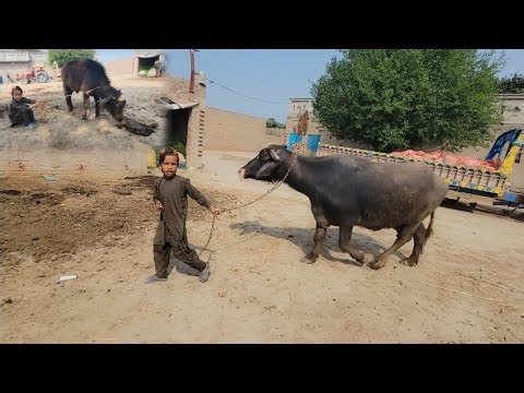 Buffalo care | Buffalo calf videos | Chacha Bhatija