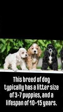 The American Cocker Spaniel | Zoologist