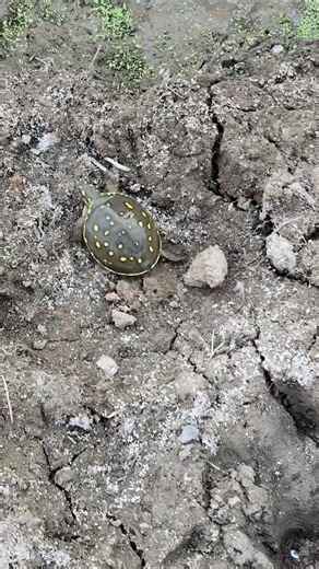 Funny Turtle Running Moments #turtle #funnyturtle