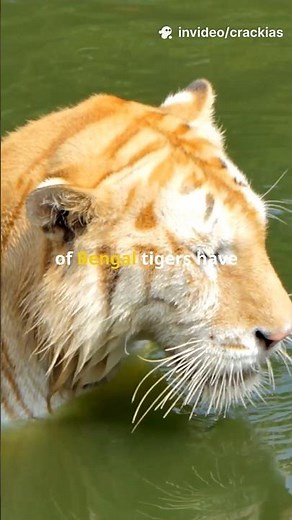 Golden Tiger | Black tiger | Melanistic Tiger | Species in news |