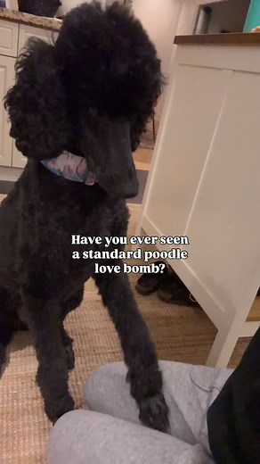 He knows how to do it well, eye contact and all ♥️ . . This is why it’s so hard to call Standard Poodles ‘just dogs’. Humans in dog’s cloths, aliens…what have you heard said before? . . That’s Henry working his best magic 🖤🖤🖤🐩🖤🖤🖤 . . . . #henry #blackpoodle #handsomedog #souldog #thatfacethough #standardpoodlesofinstagram #standardpoodles #heartdog #smartdog #pawstruck #boopboop #blackdogsofinstagram #modeldog #calgarydogs #poodlelovers #poodlelife #poodleofinstagram #poodlestyle | Henry 