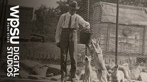 In the 1920s, Dr. Edward Herber McCleery of Kane, Pennsylvania began what became a life-long mission of saving the Lobo Wolves from extinction. Dr. McCleery’s legacy still remains in Kane, as the community takes great pride in the Lobo Wolf. Volunteers from the Kane area have come together to tell this and other stories that capture the heart of their community for the 107th episode in the Our Town series, airing on WPSU Thursday, September 9, at 8:00 pm. | WPSU