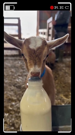 Bottle Time Has Never Been This Adorable! 🍼🐐❤️ #BabyGoats #GoatLife #FarmLife#CuteAnimals