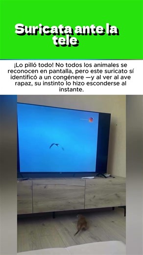 Suricata ante la tele