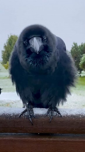 First snow in Crow Wonderland ❄️🐦‍⬛✨ #rakasuthecrow #crow #crows #crowsofinstagram #crowlovers #lovecrow #corvid #corvids #peacefulmind #カラス #crowslife #junglecrow #ravensandcrows #crowpics #crowvideo #crowfriends #cutecrow #crowtherapy #firstsnow | Rakasu the Crow