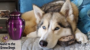 What happened to Shelby the Husky from Gone to the Snow Dogs ? I have been getting a lot of questions in the comments here, and on Instagram, and other social sites about what happened to Shelby. So today, I felt well enough to make a short video, answering a few of those questions. Kind of like the old school Fan Friday, but not quite. I just wanted to get some of the information out there and have a video I can direct people to when they ask about Shelby. We get a lot of comments about her dai