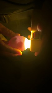 Our keepers recently found an abandoned clutch of eggs from one of our hooded merganser hens in a nest box in the Northern Ponds exhibit. With the Ornithology Department's significant experience artificially incubating eggs and handrearing birds, the decision was made to set them in our incubators and care for any baby birds that may hatch. In the incubator, the eggs are kept at a consistent warm temperature and humidity. Our keepers check on the egg development by candling them – holding a stro