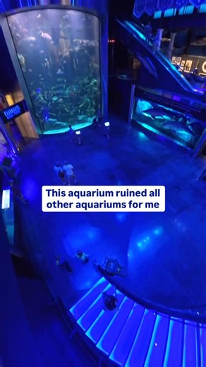 🐟 Voted America’s Best Aquarium! Wonders of Wildlife in Springfield, Missouri isn’t just an aquarium, it’s also the world’s largest immersive wildlife experience 😮 🐠With 35,000 animals and 1.5 miles of pathways to follow, you can easily spend several hours exploring here! The experience consists of two parts, the aquarium and the wildlife museum. The aquarium has an impressive variety of species in an elaborate setting. The wildlife museum has a focus on history and conservation. 🐡There are