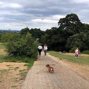 SOCIAL DISTANCING PEOPLE - KEEP BACK!! 😂 Video www.instagram.com/boscoandhisbigstick | Dachshund Cafe