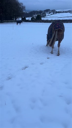 Time for synchronised rolling ❄️😂 #ponies #snow #snowponies #equestrian