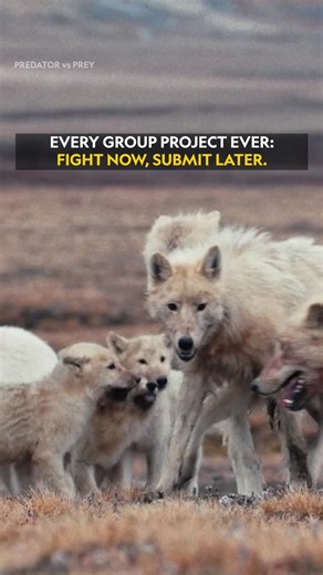 National Geographic India on Instagram: "Tag that one silent warrior who fixes the chaos post-panic! 洛 Featured here are gray wolves. #DidYouKnow? Gray wolves live in packs, usually with 6 to 10 members. These packs are family groups led by a breeding pair and their pups. Watch Predator vs Prey on National Geographic, a deep dive into nature’s most intense fight for survival. ✨ [National Geographic India, Predator vs Prey, Animals, Wolves]"