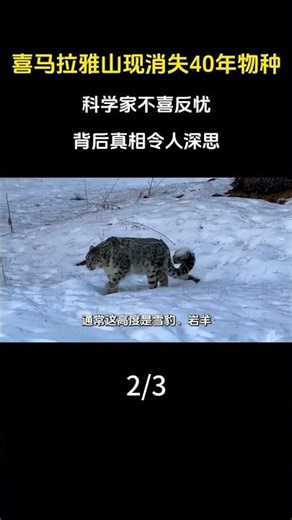 喜馬拉雅山驚現消失40年物種，科學家不喜反憂，背後真相令人深思。#喜馬拉雅山#山脈#科普#漲知識