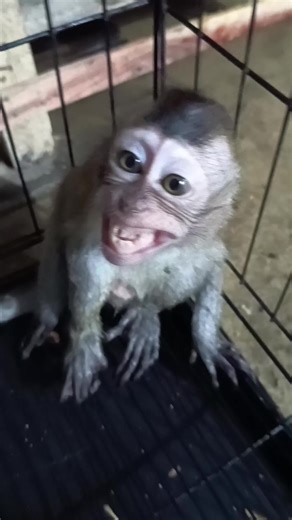 Cute Monkey Behaviors You Can't Miss!