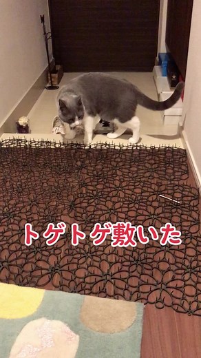 猫よけ対策: トゲトゲ敷いても猫が通り抜け！