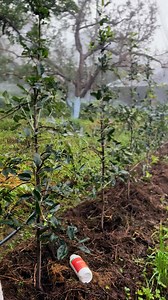 65K views · 959 reactions | This year’s plantation faced hailstorm damage, but with care and zinc spray, we’ve brought the greenery back | Inderprastha Orchards | Facebook