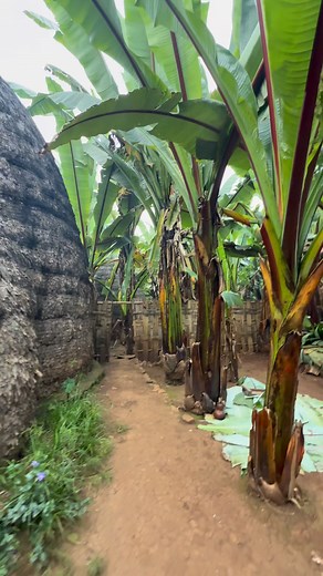 Las casas elefante de los Dorze se llaman así porque su forma alta y curva recuerda a la cabeza de un elefante. Están hechas de bambú trenzado y su diseño permite que duren muchos años, resistiendo lluvia y frío en las montañas de Etiopía. #inspirationofafrica | Quim Fàbregas