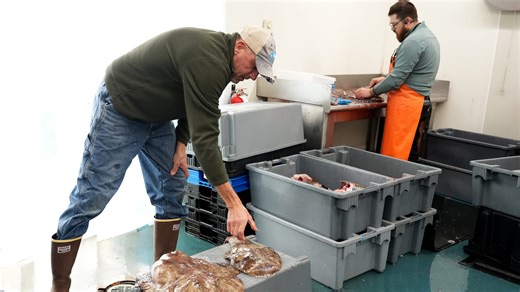 Cape Cod fishermen take science offshore to count monkfish