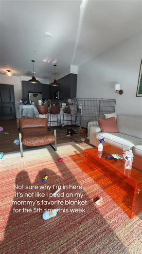 Havanese Puppy Unhappily in Timeout