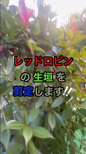 #Gardener gently trimming the Red Robin hedge