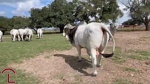 When thinking of your next herd bull, look to J.D. Hudgins Ranch! JDH Leo Manso 667/9.. a Falco son out of a Lawford cow. Leo is extremely long with a strong top line, carrying plenty of muscle and bone! JDH Trevon Manso 661/9... a Woodman son that is a complete bull! Trevon is moderate frame with the pedigree and package to make a difference in your herd! Contact the ranch office to come see these power packed bulls and more just like them! #JDH #JDHudgins #Bulls #HerdBulls #Brahman #Hungerford