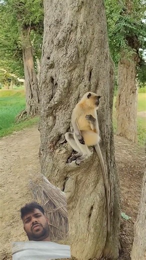 #monkey #funny #comedy #comedyshow