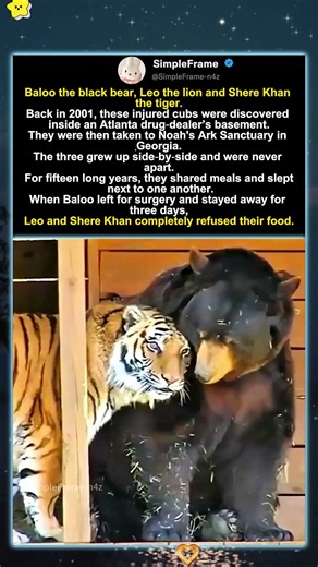 🐻🦁🐯Unlikely Trio! Bear, Lion & Tiger Are Inseparable Best Friends For 15 Years #animals #funny