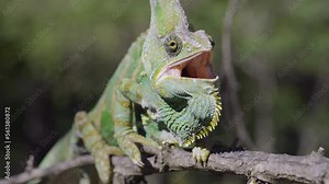 Close-up of disgruntled elderly chameleon walking on thorny branch of tree, puffing up and opening its mouth. Veiled chameleon, Yemen chameleon or Cone-head chameleon (Chamaeleo calyptratus)