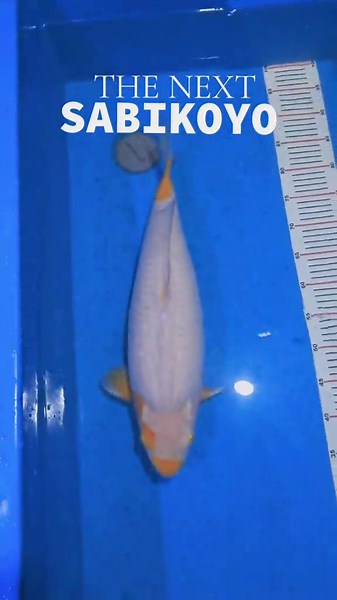 Proses pembesaran emang butuh sabar. Kita beli size 45cm dan sekarang 55cm. Sebenernya udah gk sabar pengen nurunin k arena kontes tapi kita harus sabar sampai ukuran 65cm biar bsa jadi sesuatu. Selama pembesaran kita full menggunakan Mega Jumbo. Komposisinya kita menggunakan Guba, Growth dan Spirulina. Hasilnya cukup memuaskan.Body sangat bagus tapi perut tidak turun. dan skin qualitynya sangat cakep bgt