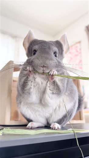 Chinchilla 🐹 The Fluffiest Pet! #chinchilla #chinchillas #chinchillalove #chinchillacat #chinchillagram #chinchillaworld #chinchillalovers #chinchillainstagram #chinchillalife #chinchillalover | 1 Minute Animals