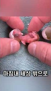 A Life Born from an Egg That Was Nearly Discarded