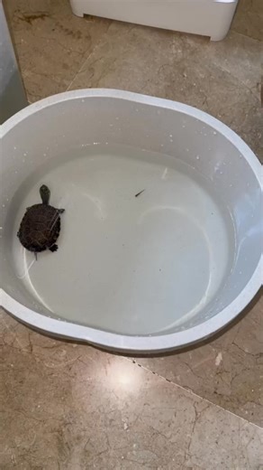 171K views · 3.3K reactions |  time #turtletok #fypシ゚viral #reptilesoftiktok #reptile #fyp #animals #turtlelover #foryoupage #nature #cute #fish #turtle #turtlesoftiktok #foryou #jupiter | TurtleNest Diaries | Facebook