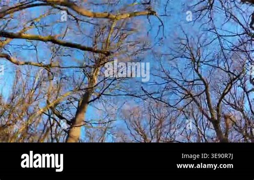 POV walking through a snowy winter woodland in the UK. High-angle perspective of footsteps on ice and snow-covered ground in a golden morning forest. Scenic outdoor winter walk in the British countryside Stock Video Footage - Alamy