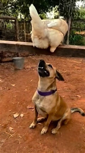 Are chicken eggs tasty, dog? #funny #comedy