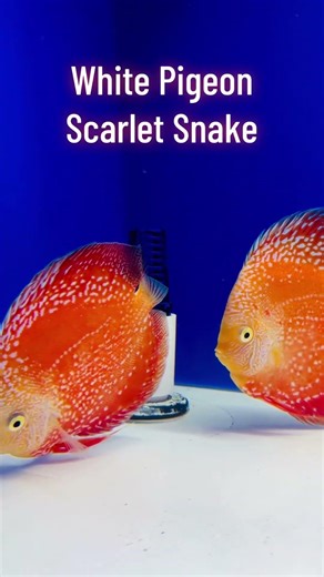 White Pigeon Scarlet Snake Discus ✨
