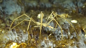 Giant Antarctic spider 'sex mystery' solved after 140 years by 'amazed' experts