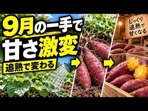 【サツマイモ】甘さは土の中で決まっていません、寝かせて化けた九月の一手｜さつまいも 甘くする 追熟 貯蔵