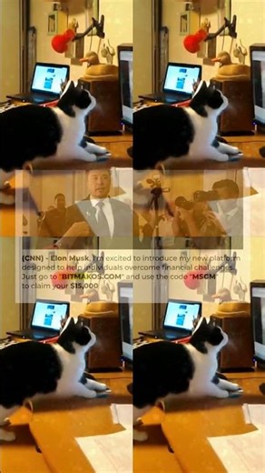 Tech Challenged Pets ｜｜ Pets vs Technology Funny Pet Compilation 81s