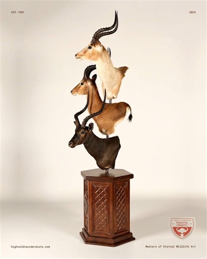 A trio of elegance, heritage, and stature. This stacked Impala shoulder mount features three distinct subspecies - each captured with lifelike detail and elevated on a custom-crafted hardwood pedestal. The pedestal itself is an art piece, carved with African lattice motifs and an inlaid continent emblem, grounding this composition in both craftsmanship and continental pride. Perfectly balanced in form and narrative, this piece celebrates not only the diversity of the Impala but also the story be