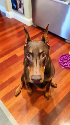 Ruby's Barking Levels | Understanding Your Doberman's Communication