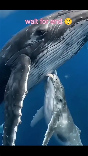 whale pani ke andar dud kaise pilati hai 😳#whale #facts #sciencefacts