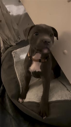 Pitbull Hub ™ on Instagram: "Love her ❤️ #pitbull #pitbulls #dog #doglover #pitbullhub"