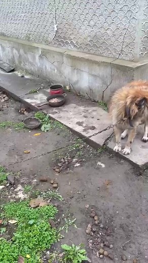 How sad is this. You'll need the sound up. This was this morning. Can we find sponsors maybe for them, please? | Barking Mad Dog Rescue