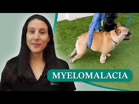 Myelomalacia in Dogs || Dr. Senneca