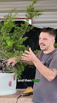 Trimming & Repotting Ashe Juniper