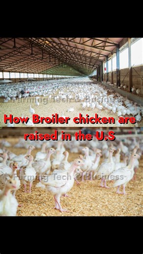 How they raise Broilers in the United states | Farming Tech& Business