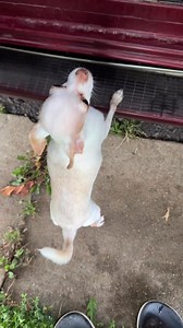 How tf am I supposed to say no to that face 😩🥰😂😂😂 | Damon Smith